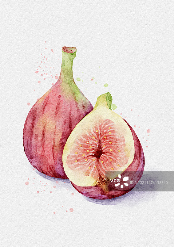 水彩水果无花果插画图片素材
