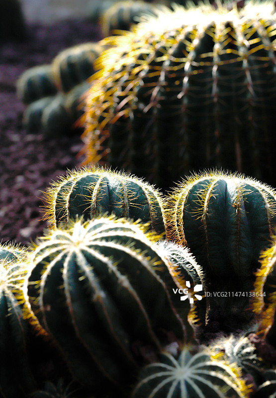 冬日暖阳下的仙人球图片素材