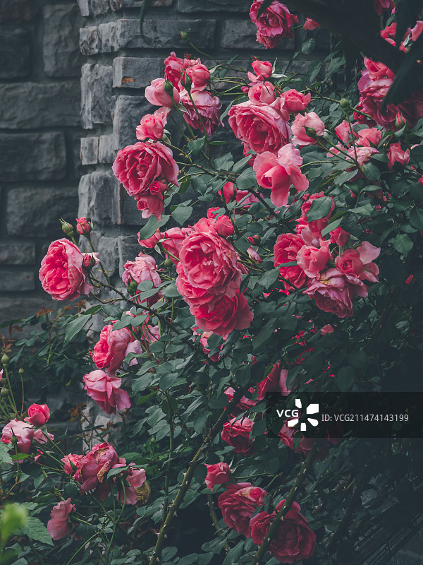 盆景鲜花特写图片素材