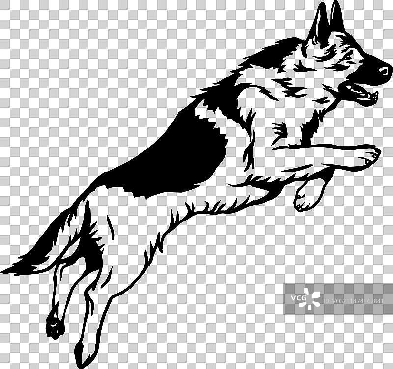 有趣的德国牧羊犬 - 犬种的趣味狗图片素材