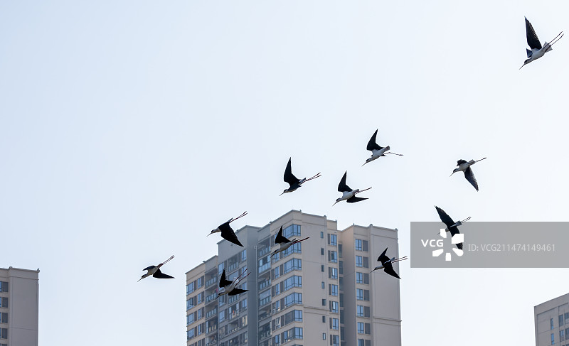 黑翅长脚鹬现身重庆图片素材