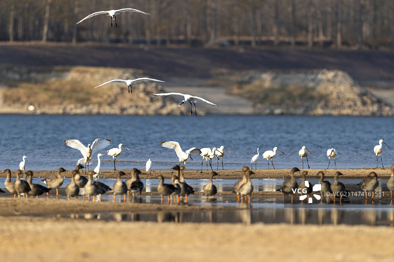 山东郯城：琵鹭竞飞“舞”沂河图片素材