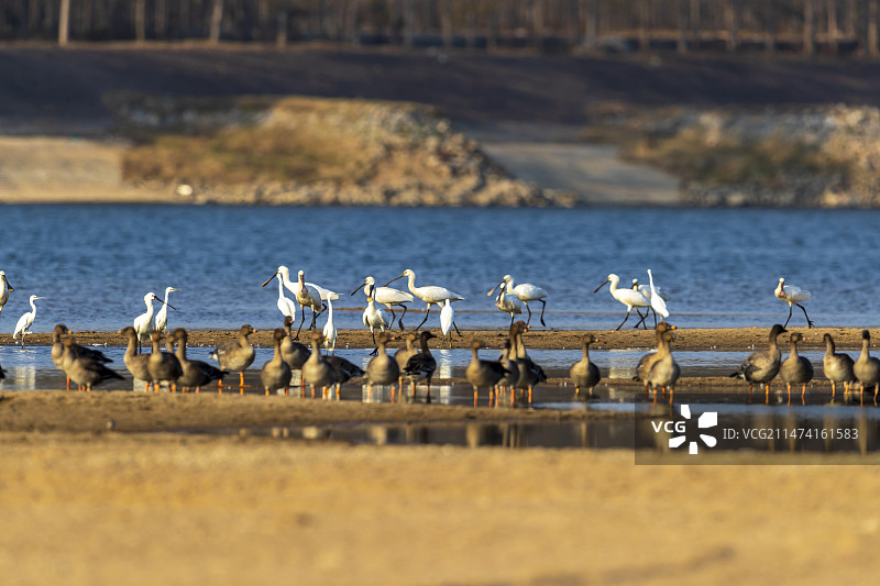 山东郯城：琵鹭竞飞“舞”沂河图片素材