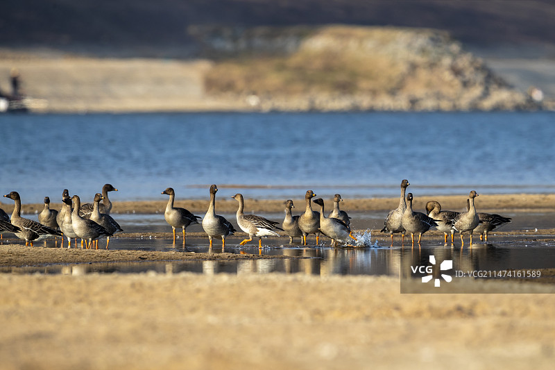 山东郯城：琵鹭竞飞“舞”沂河图片素材