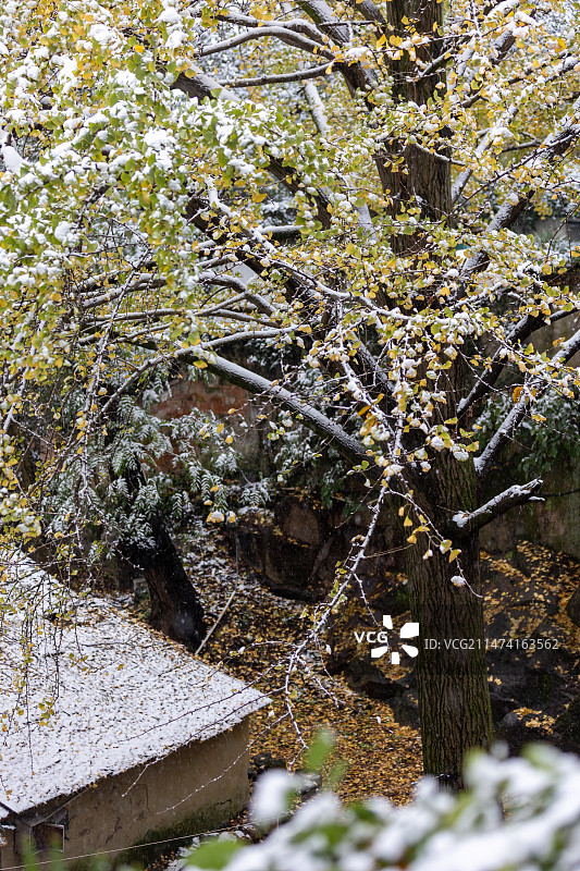 杭州宝石山中雪景图片素材