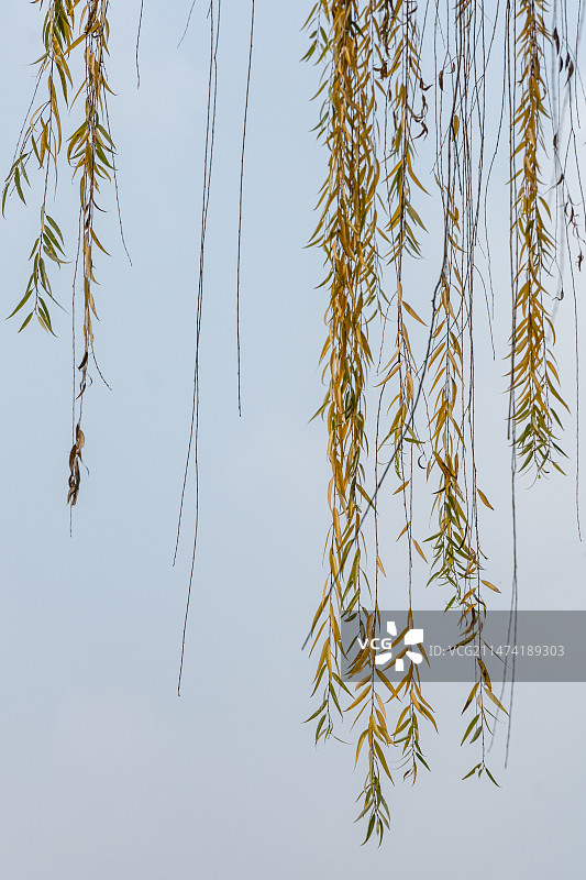 冬日垂柳图片素材