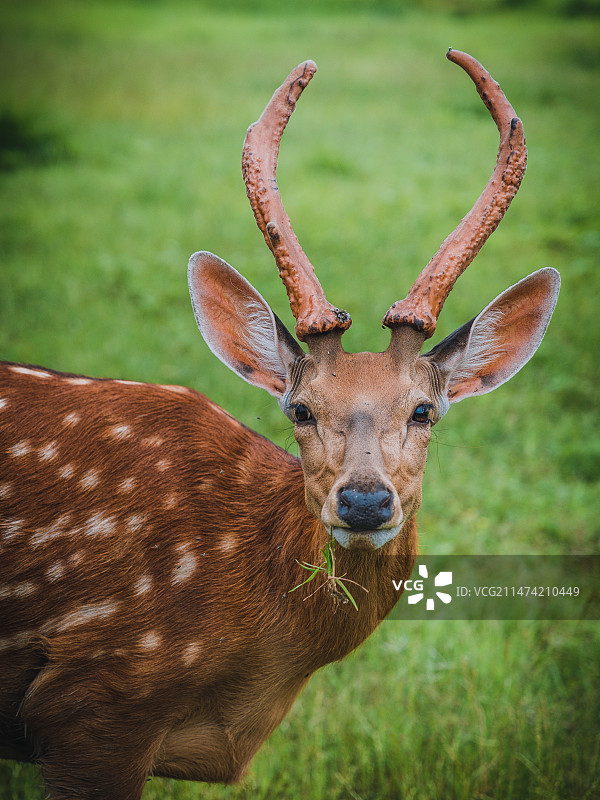 良渚古城遗址的鹿图片素材