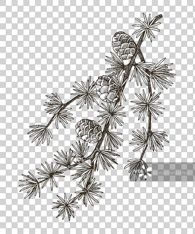 欧洲落叶松树枝图片素材