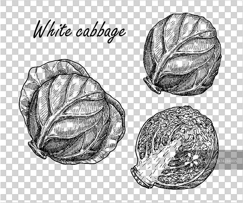 手绘白菜合集图片素材
