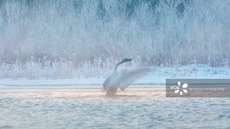 冬季清晨的雾凇水面一只天鹅在湖中展翅中景图片素材