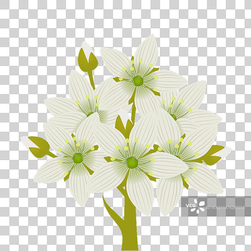 新鲜捕蝇草花图片素材