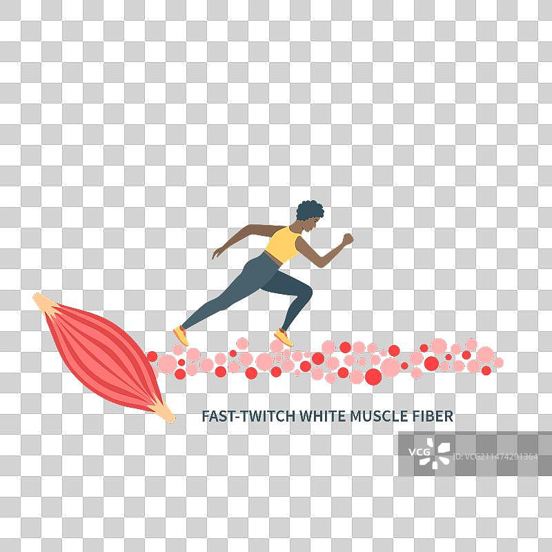 快速抽搐白色肌肉纤维类型图片素材
