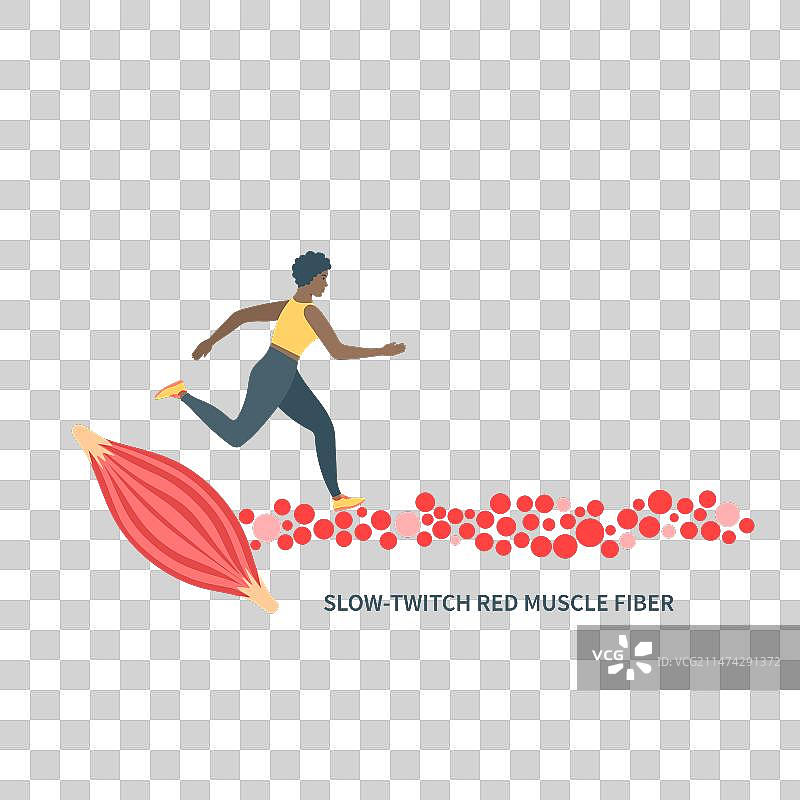 慢肌红肌纤维类型图片素材