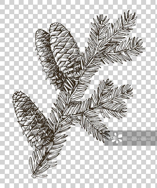 手绘香脂冷杉树枝图片素材