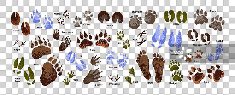 动物足迹集合：老虎、狼和人类的爪印图片素材