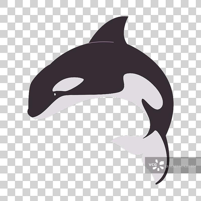 黑白色虎鲸图片素材