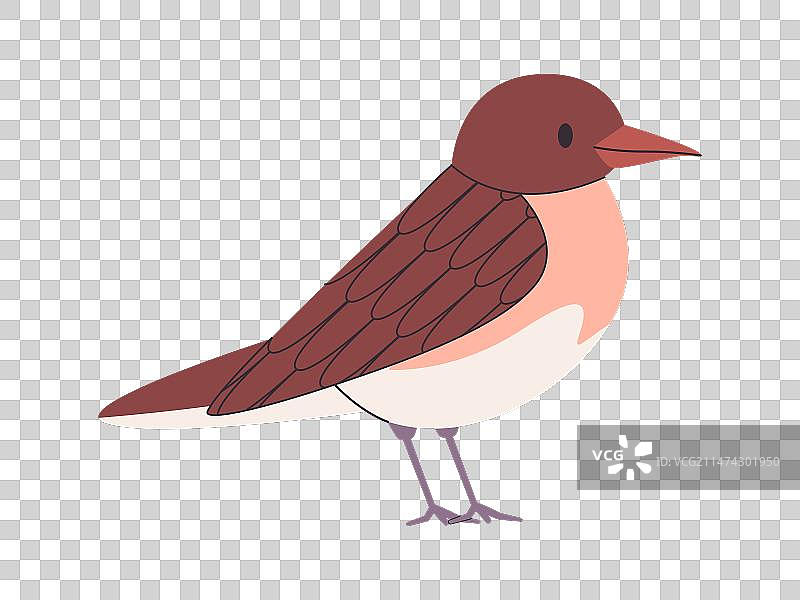 棕色小鸟隐士鸫图片素材