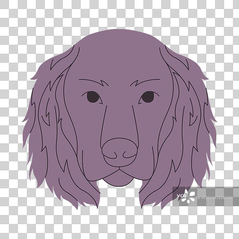 灰色博伊金猎犬图片素材