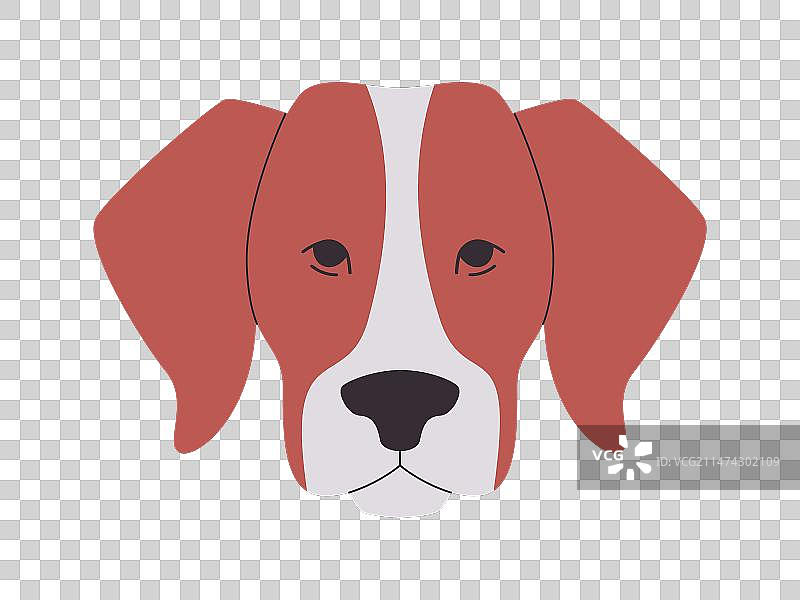 棕白花色的美国猎狐犬头部照片图片素材