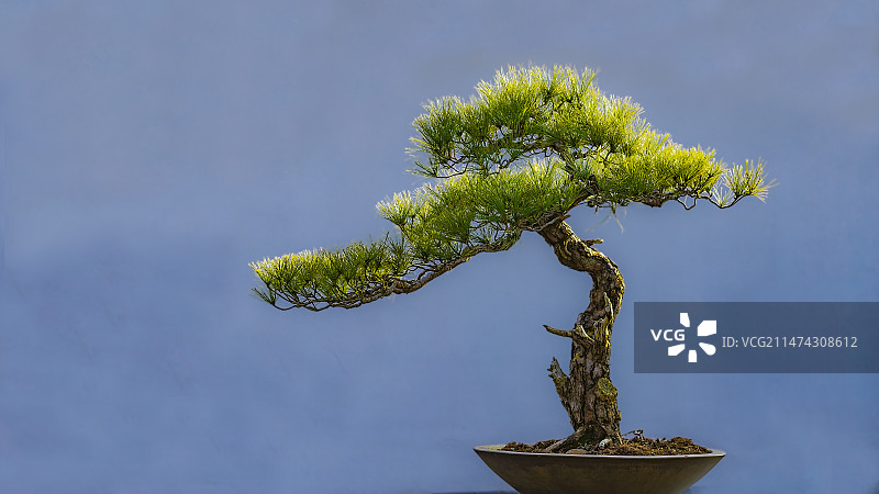 迎客松盆景图片素材