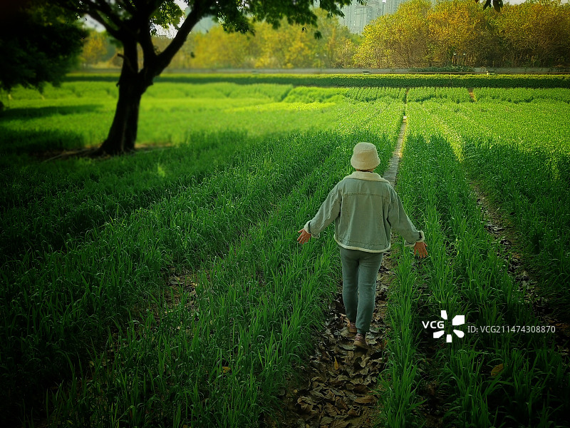 绿色麦浪图片素材