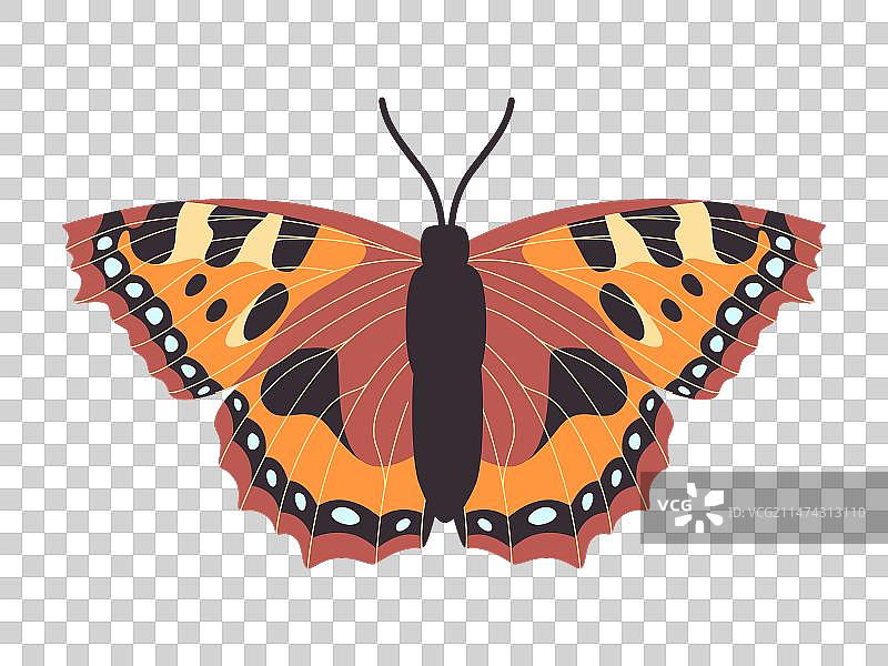 小乌龟壳彩色蝴蝶野生自然图片素材