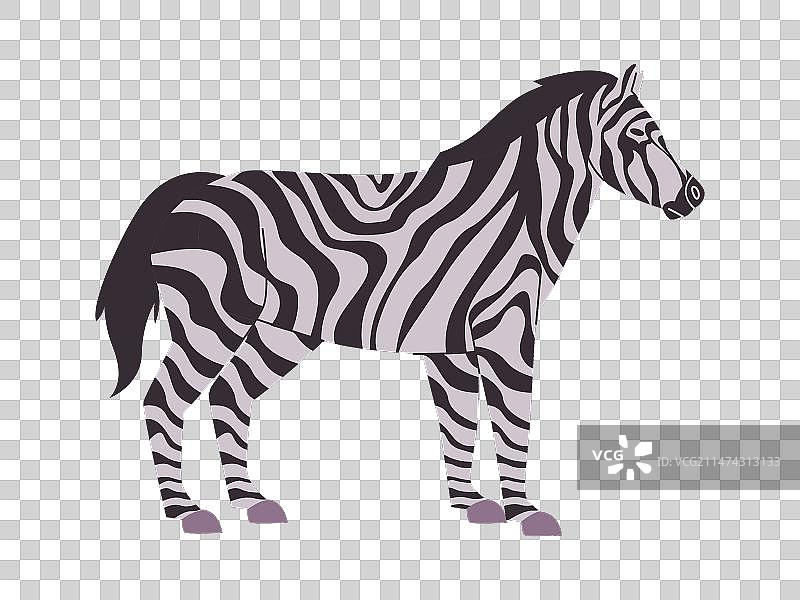 黑白条纹斑马图片素材