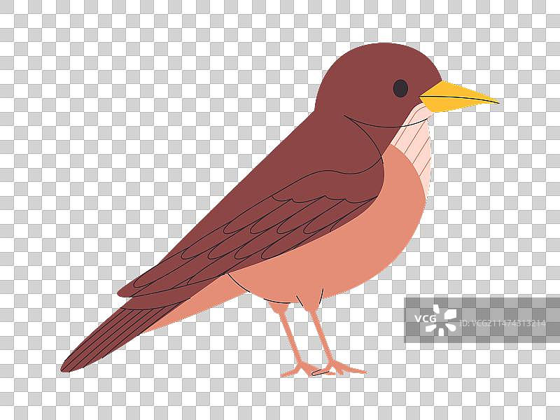 棕色小型黏土色画眉鸟图片素材