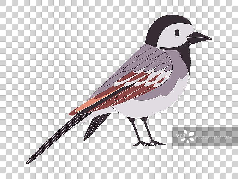 灰黑色小鸟白鹡鸰图片素材