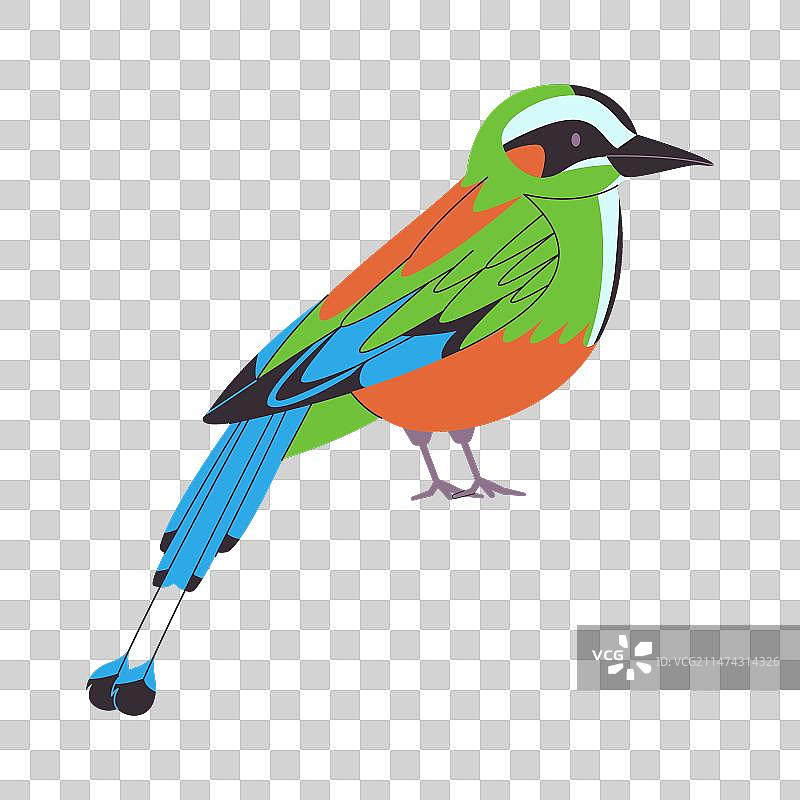 彩色小鸟，绿眉翠鴗图片素材