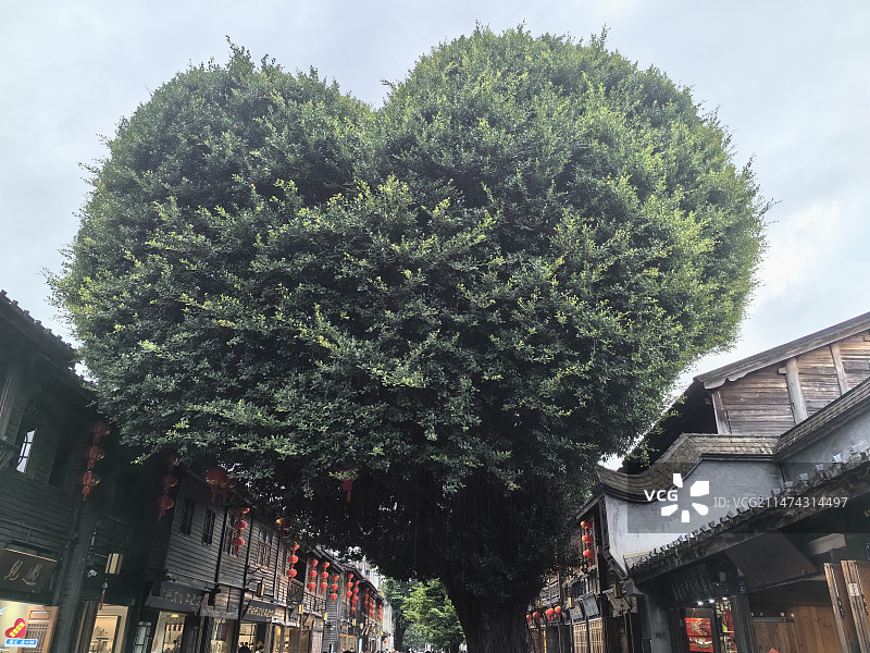 福州三坊七巷爱情树图片素材