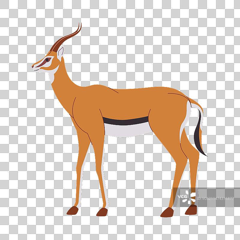 棕色跳羚野生动物哺乳动物食草动物图片素材