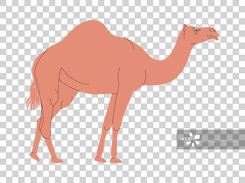 棕色单峰骆驼图片素材