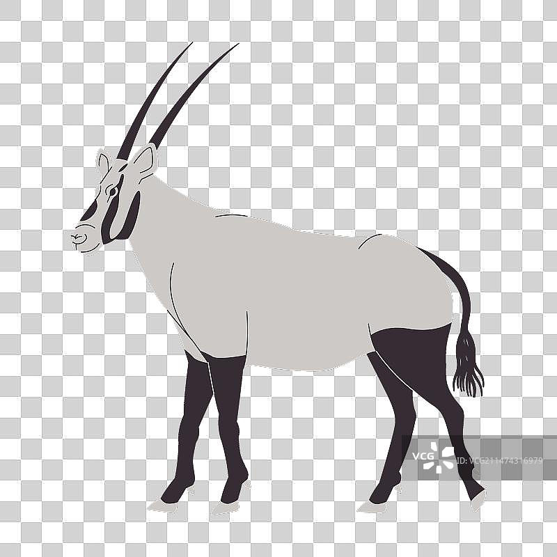 白色和黑色阿拉伯羚羊野生动物图片素材
