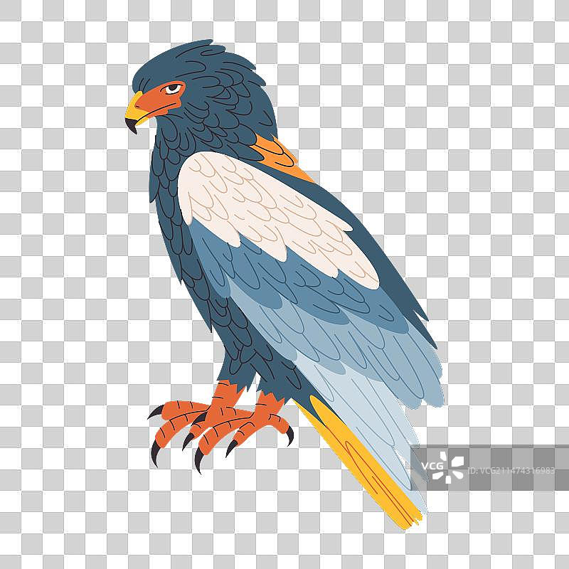 彩色海雕野生动物猎食者图片素材