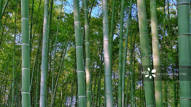 毛竹林图片素材