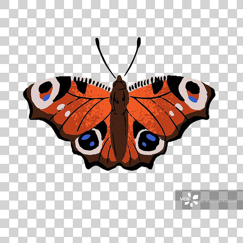 欧洲孔雀蛱蝶图案图片素材