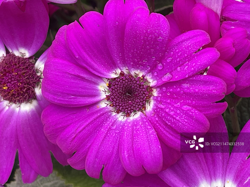 瓜叶菊图片素材