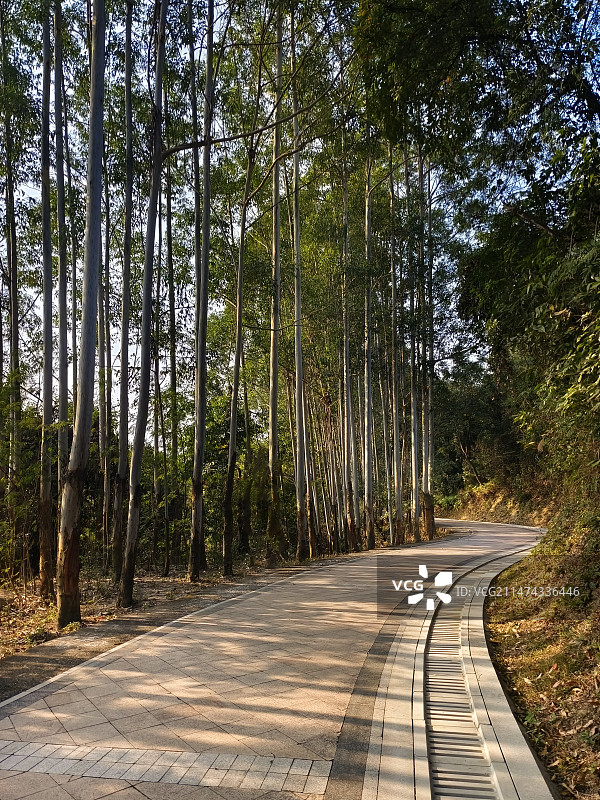 林中小道图片素材