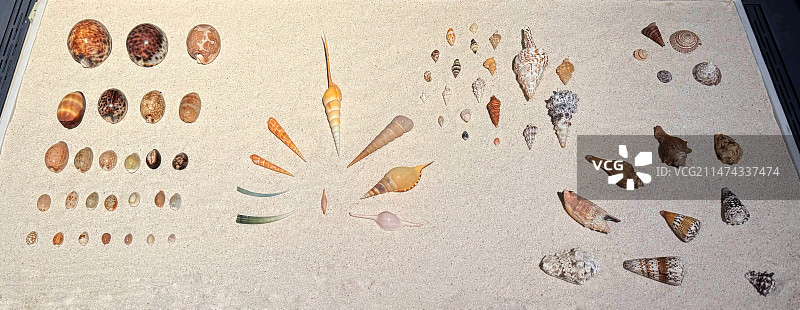 南海的各种螺图片素材