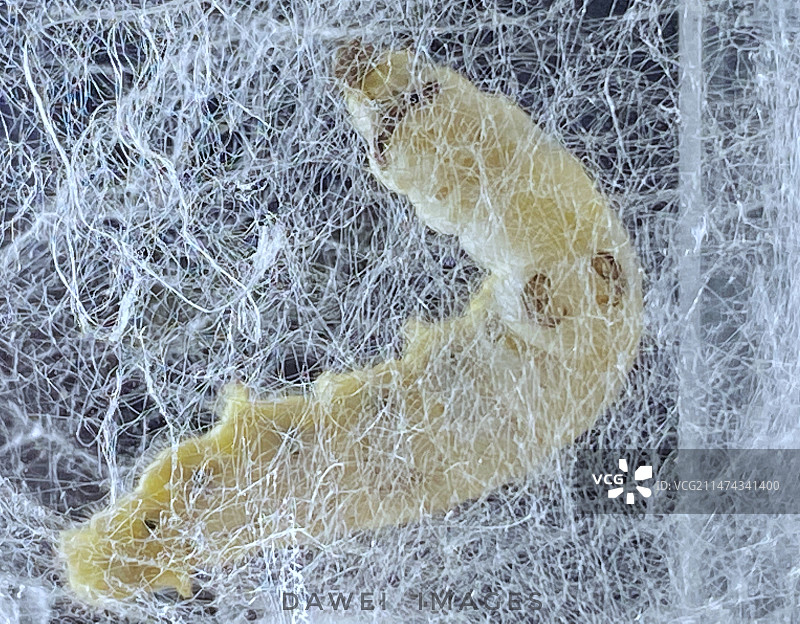 吐丝作茧图片素材