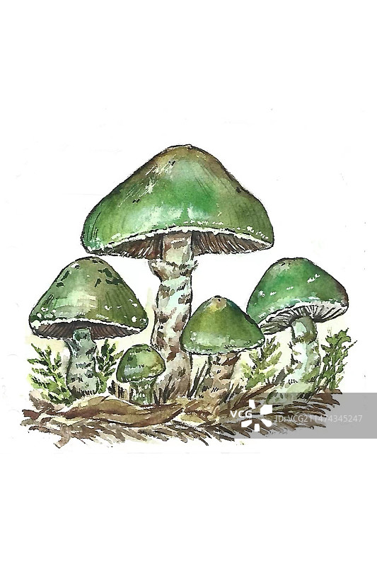 钢笔淡彩治愈系插画—蘑菇图片素材