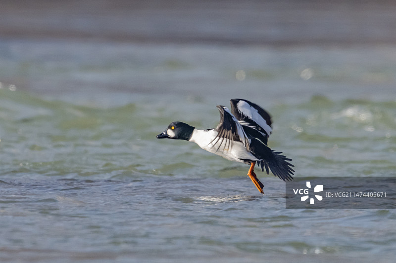 来兰州黄河越冬的鹊鸭（4）图片素材