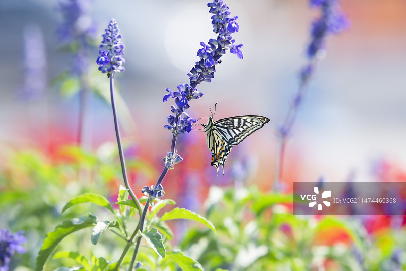 一只柑橘凤蝶在蓝花鼠尾草丛中授粉图片素材