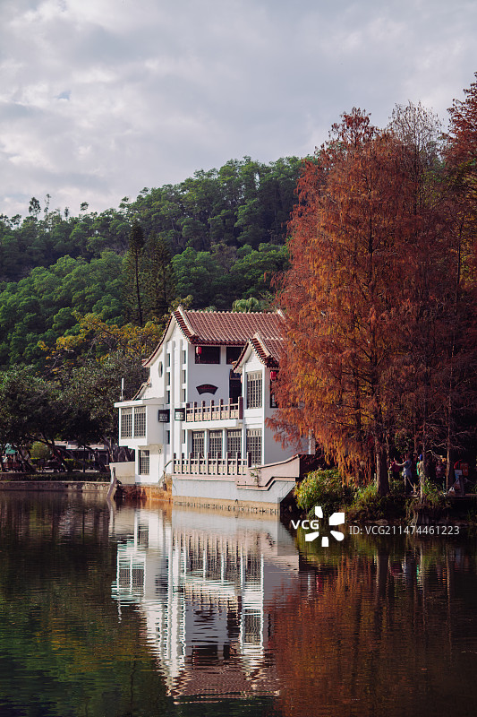 深圳秋色之美---仙湖落羽松图片素材