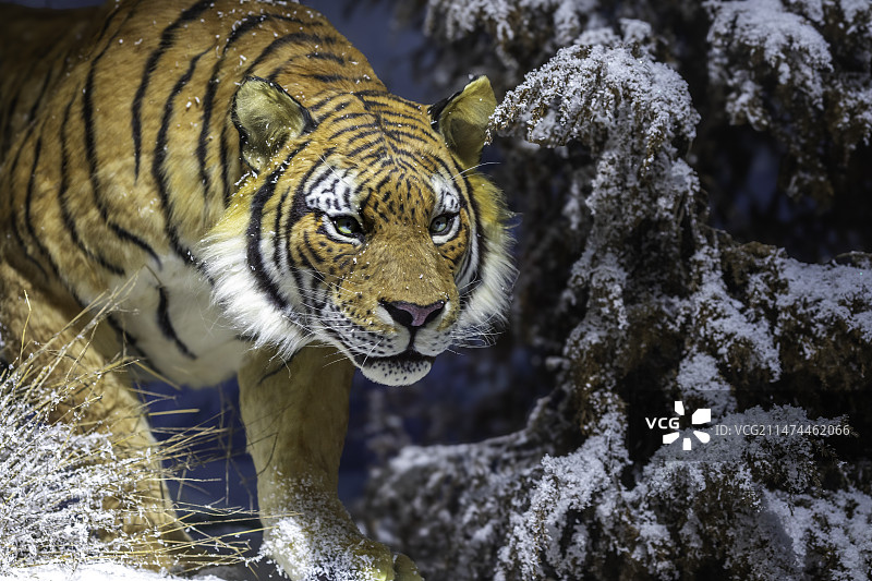 东北虎图片素材