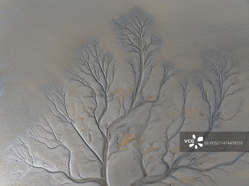 钱塘江退潮后滩涂现“大地之树”景观图片素材