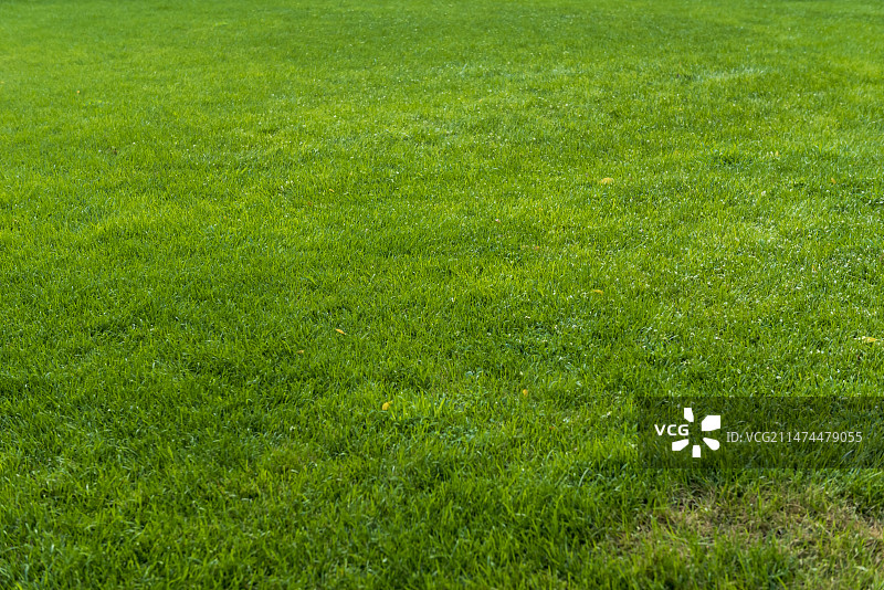 夏天绿色草地图片素材