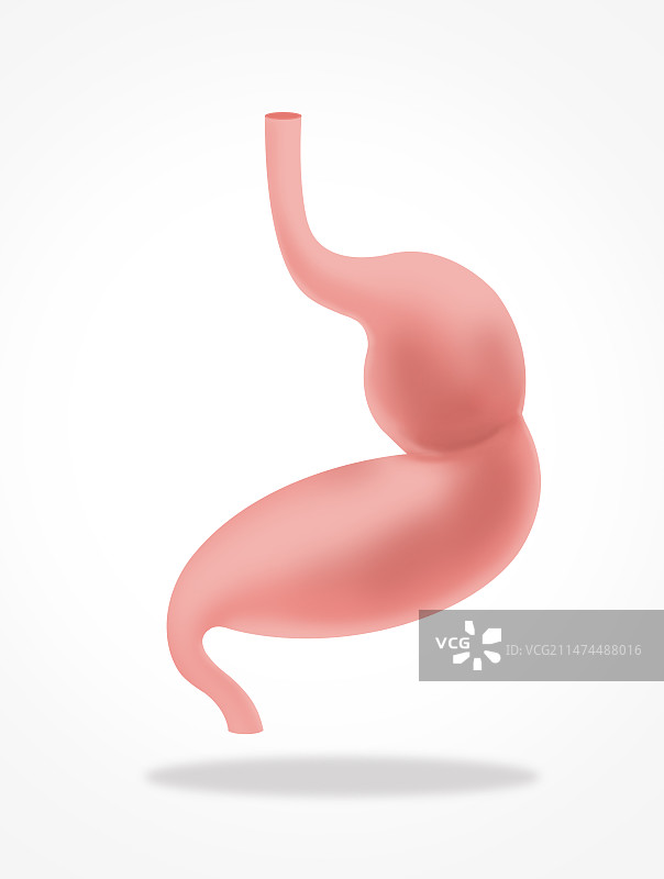 医疗科学科普人体内脏器官五脏六腑胃结构胃疼胃痉挛胃不适胃病胃肠道插画图片素材