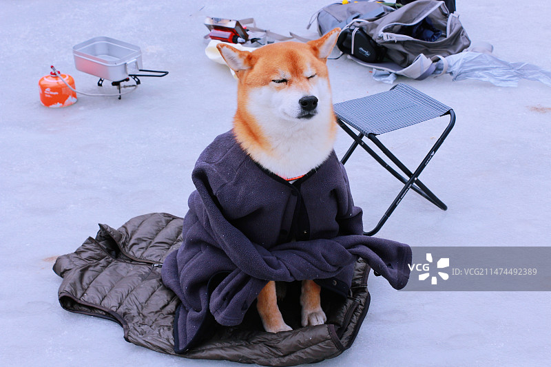 北京珍珠湖冰湖上佛系的柴犬图片素材